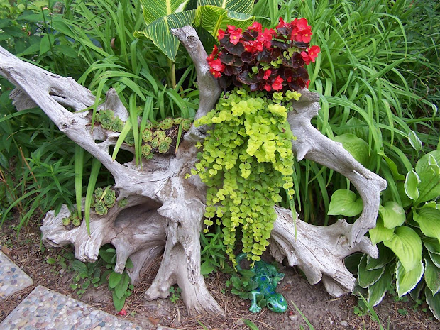 perennial passion driftwood redo