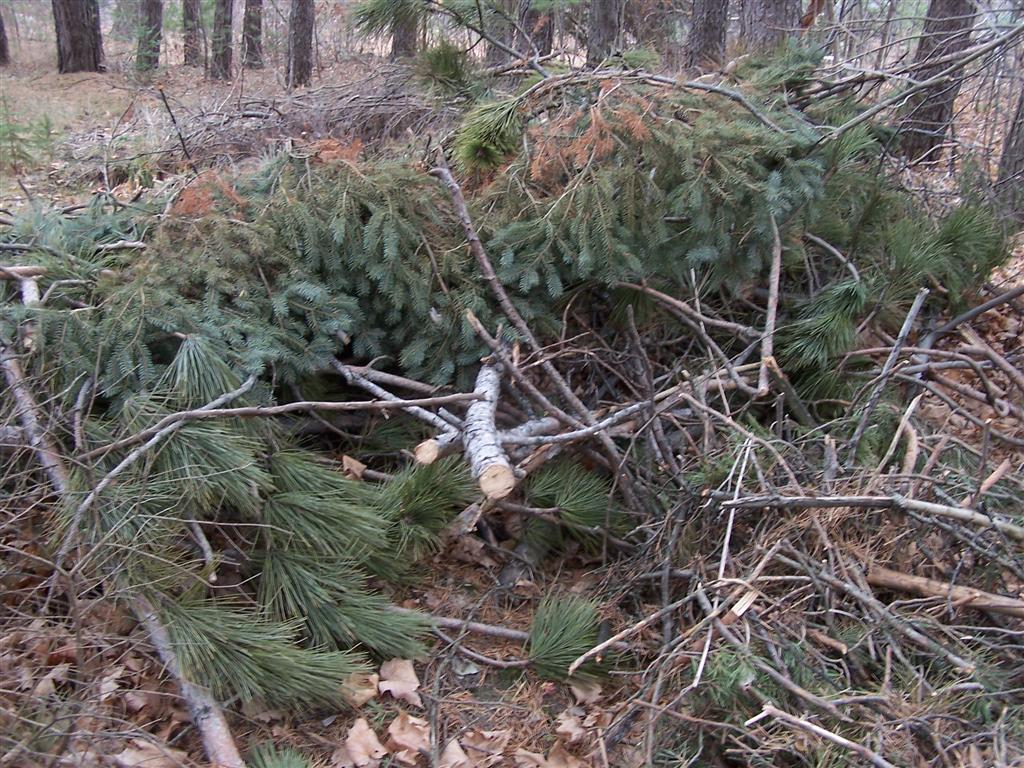 Perennial Passion: 11/01/2010 - 12/01/2010