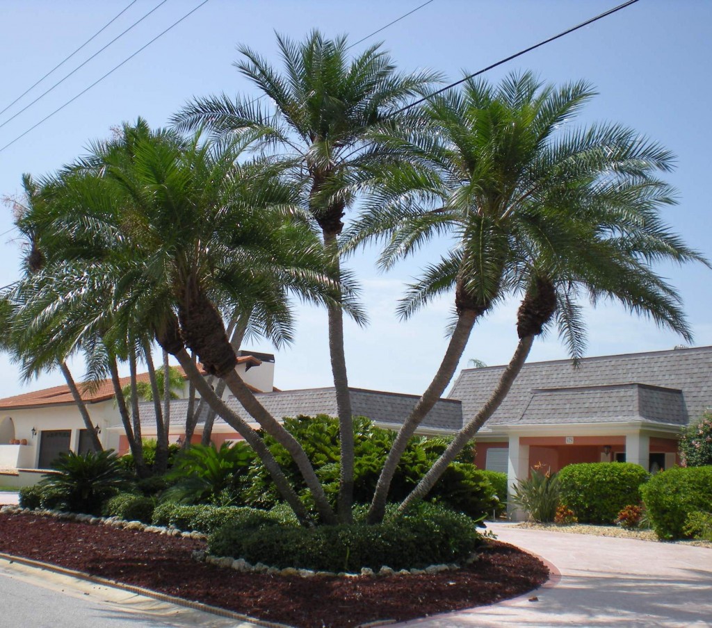 LANDSCAPING AND HOME GARDENS WITH PALM TREES LANDSCAPING AND HOME GARDENS WITH PALM TREES