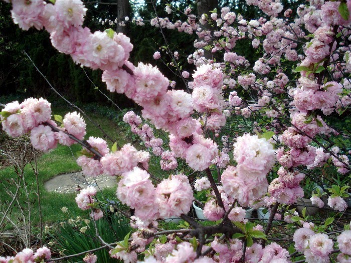 Devoid Of Culture And Indifferent To The Arts Flowering Almond