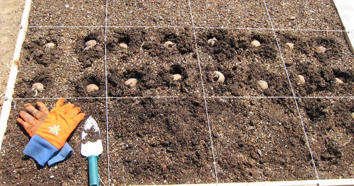 Toni's Square Foot Garden: Planting Onions & Yukon Gold Potatoes today...