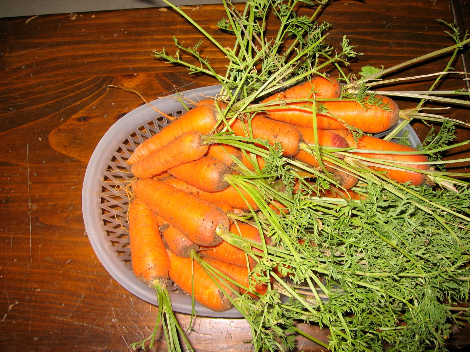 Toni's Square Foot Garden The last of my yummy garden carrots...