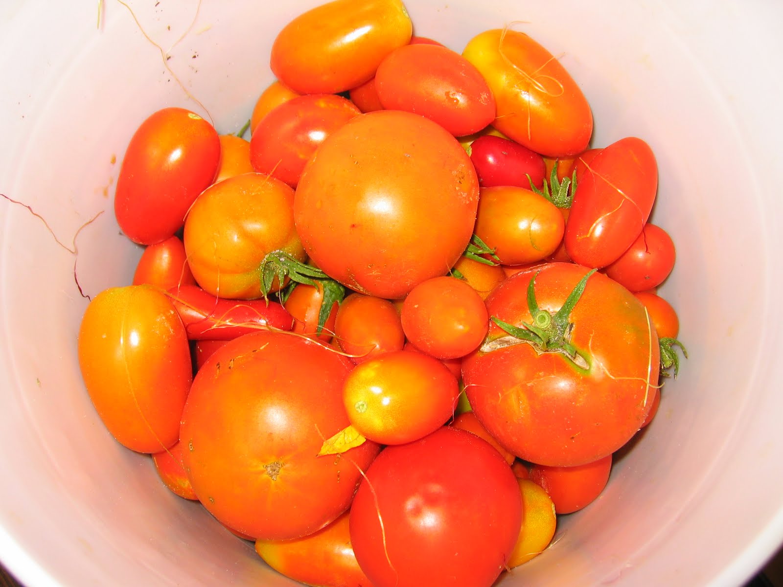 Toni's Square Foot Garden: Tomato Sauce... the canning has begun!
