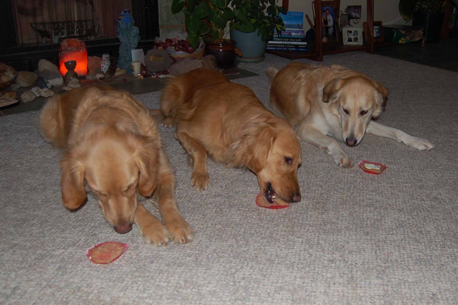 [Puppy+Cakes+2.aspx]