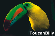[toucanbilly.gif]
