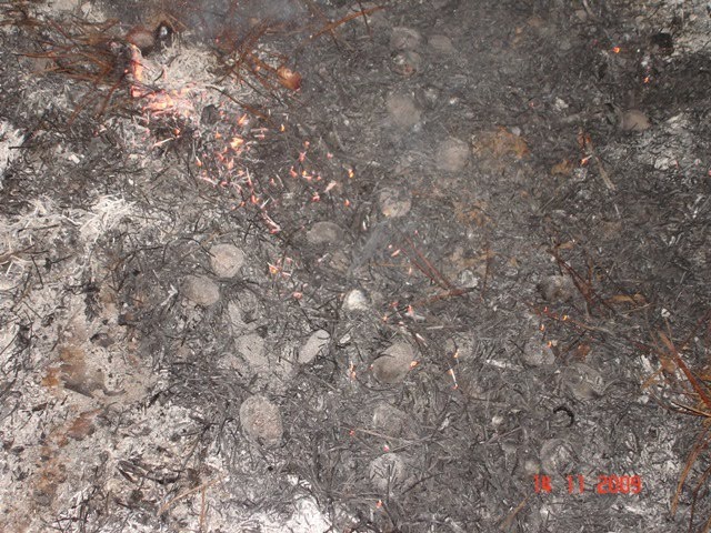 [castanhas+no+chao.JPG]