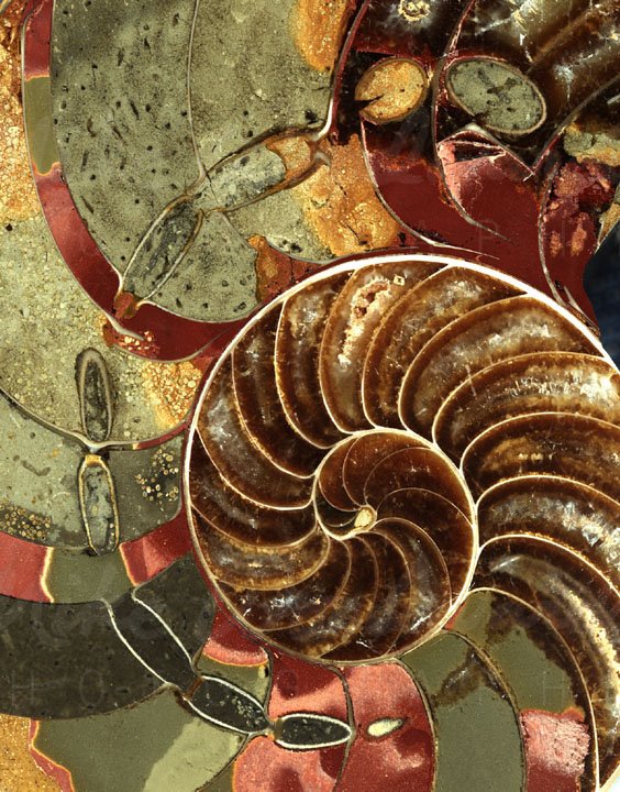 [1Ammonite_05.jpg]
