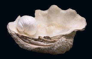 [115888-NJWeb_Pearl_L.jpg]