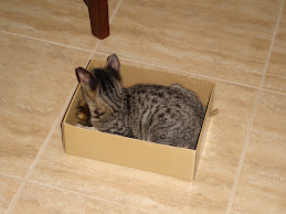 The Daily Kitteh Pic