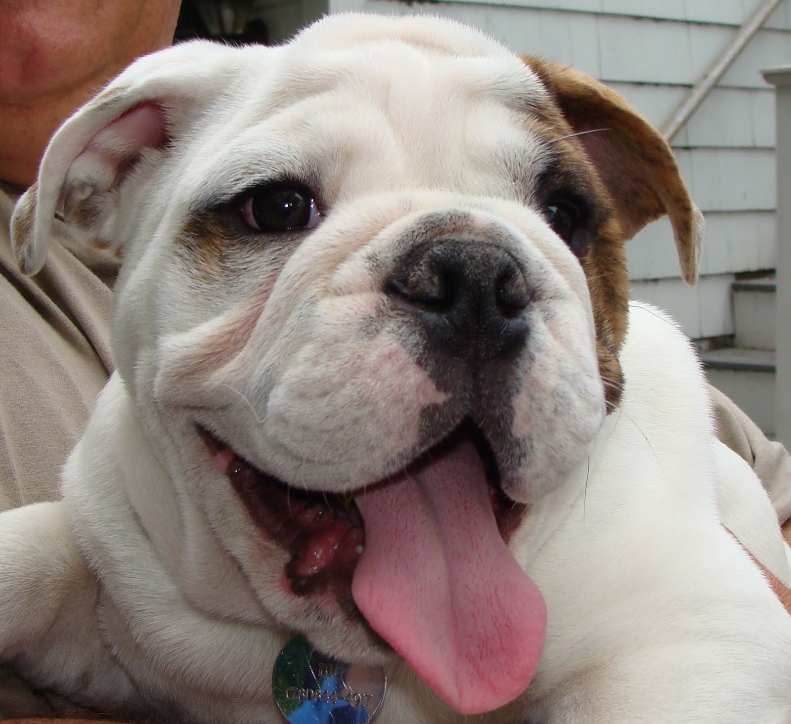 Gemini Dogs Woof! Meet Big, a New Gemini Dog!