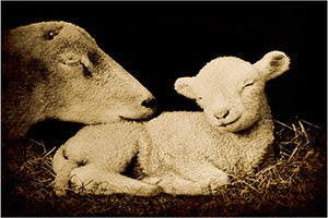 'Peaceful Lamb' (c) 2009 John Ashley