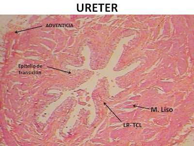 HISTOLOGIA DEL SISTEMA URINARIO Ureter