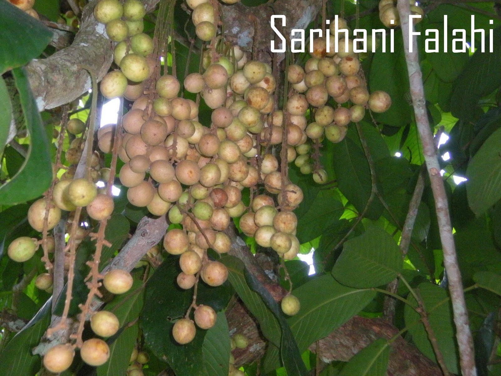 Pokok Hampir Pupus