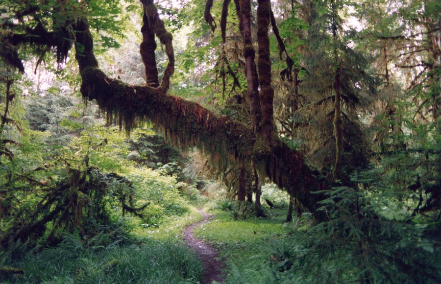 [Forest-path.jpg]