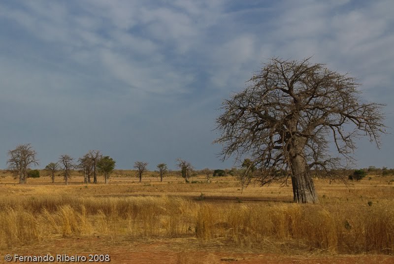 [Savana1.jpg]