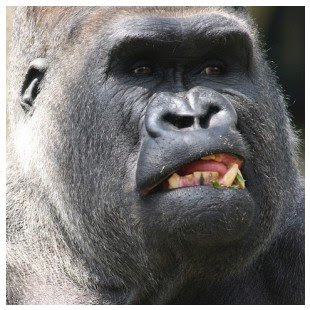 gorilla teeth