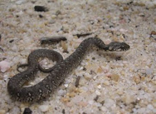 A cobra de água no rio alva