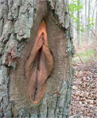 Vagina Tree