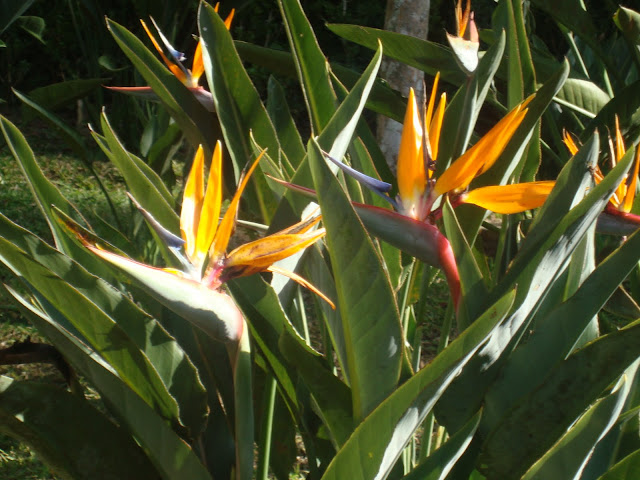 flores coloridas jardim:Um dia Tudo será Arte, e todos nós seremos Artistas ” (Cloude Monet flores coloridas jardim:Um dia Tudo será Arte, e todos nós seremos Artistas ” (Cloude Monet