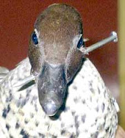 1000 Gambar Bebek Tengkorak Terbaru 1000 Gambar Bebek Tengkorak Terbaru