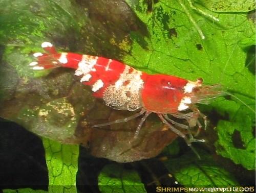 udang termahal, 1 udang = inova, yg mw kaya jualan ini aja udang termahal, 1 udang = inova, yg mw kaya jualan ini aja