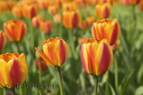 [bicolour_tulips_T1399.jpg]