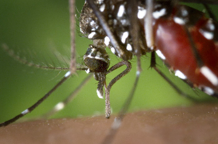 [100508_mosquito.jpg]