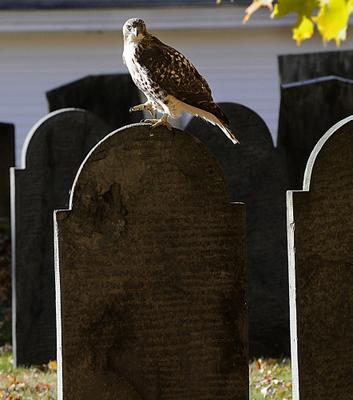 [102608_hawk.jpg]