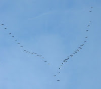 v shaped birds