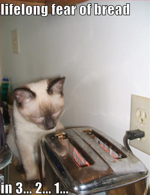 Silly Cat Pictures Funny Cats with captions