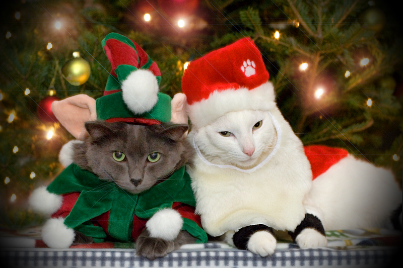 Silly Cat Pictures christmas cats