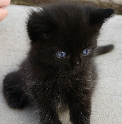 Silly Cat Pictures: Beautiful black kittens
