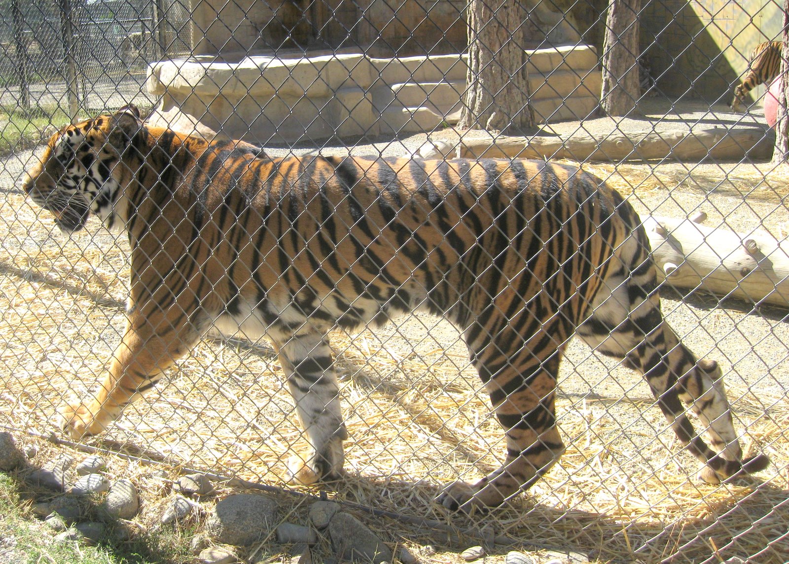 I sPy ViNtaGe Cat Tales, Mt. Spokane & Green Bluff