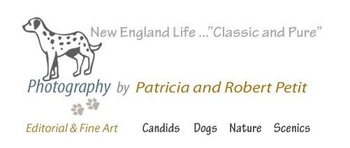 Robert & Patricia Petit Photography  Capturing a Dog's Character