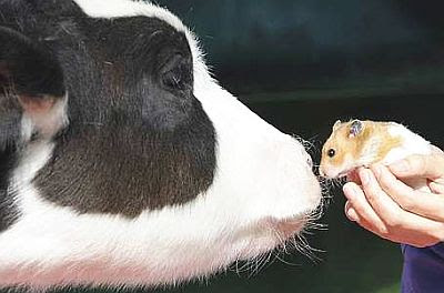 Chinese traditional zodiac sign year of the pig stock illustration sorightz: Happy Chinese New Year!