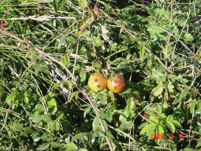 [DSC08287.JPG]