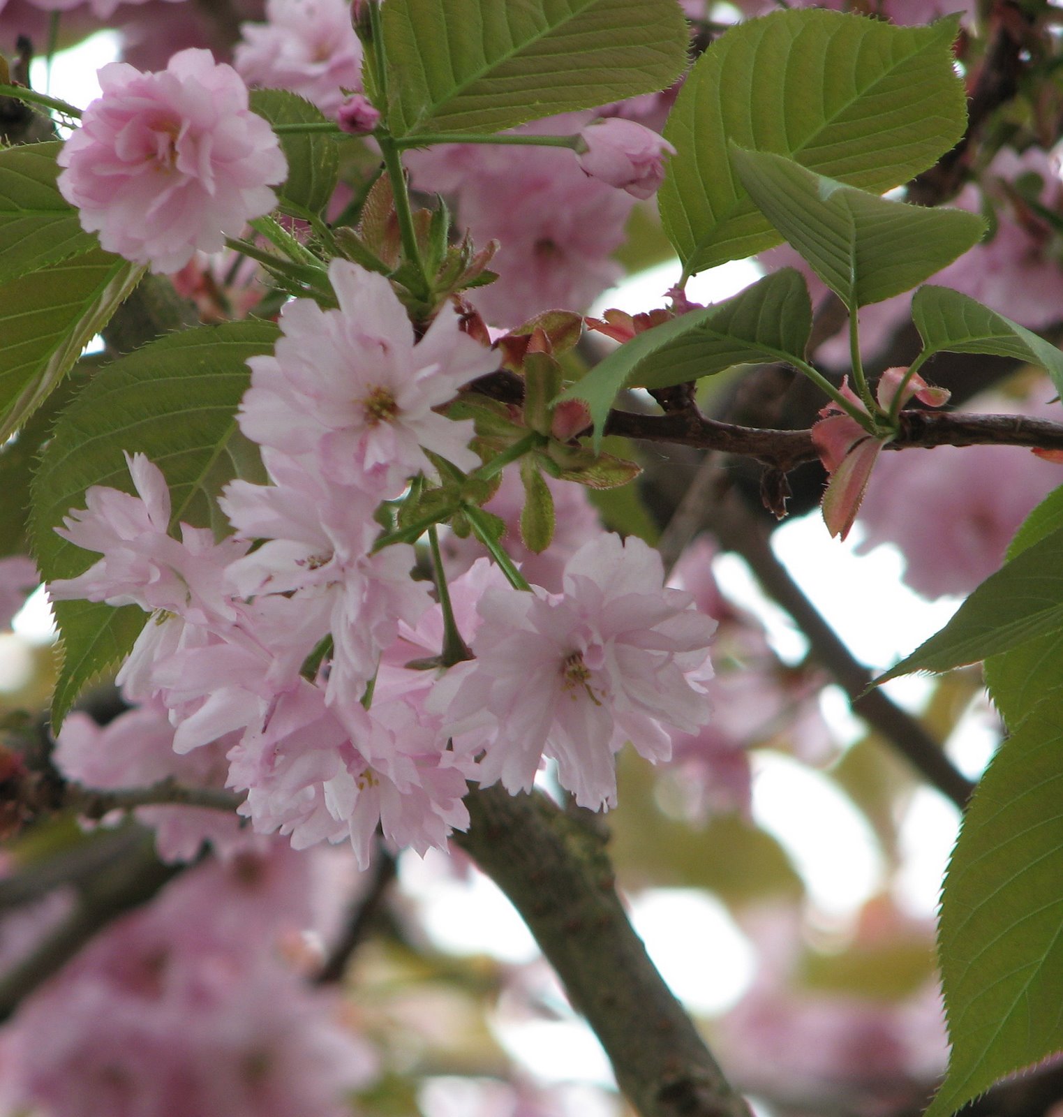 [IMG_0006c2.jpg]