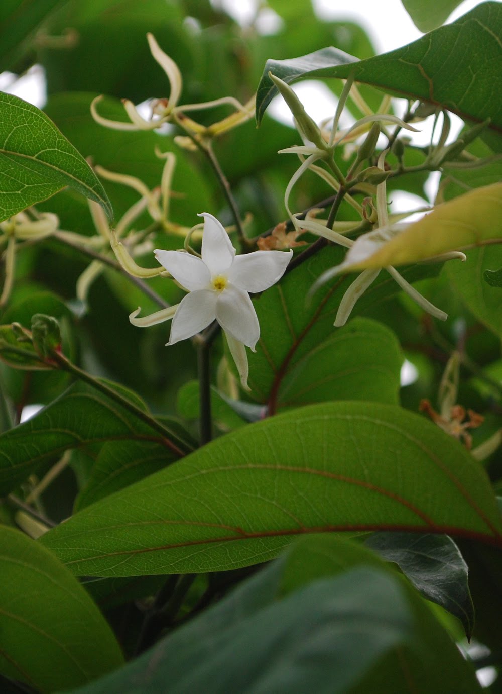 Malati Flower