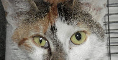 cats eyelids showing