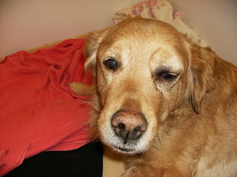 Dog Swollen Eye