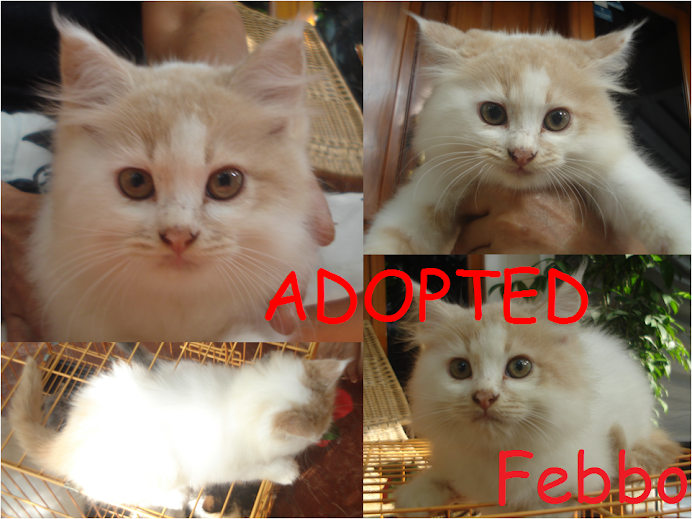 Febbo ADOPTED