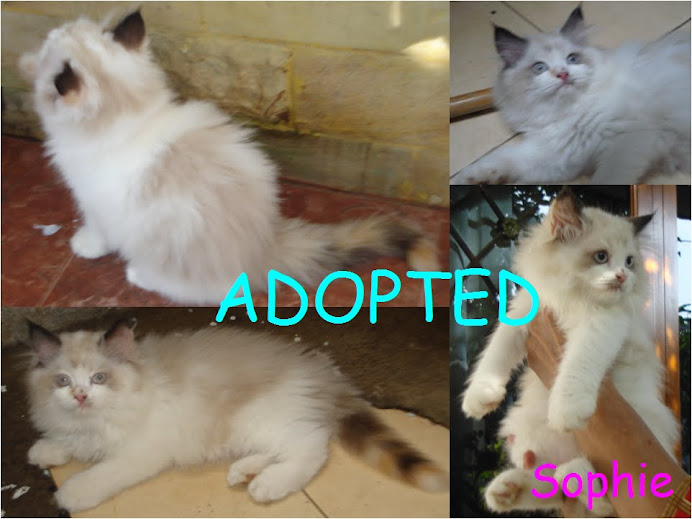 sophie adopted