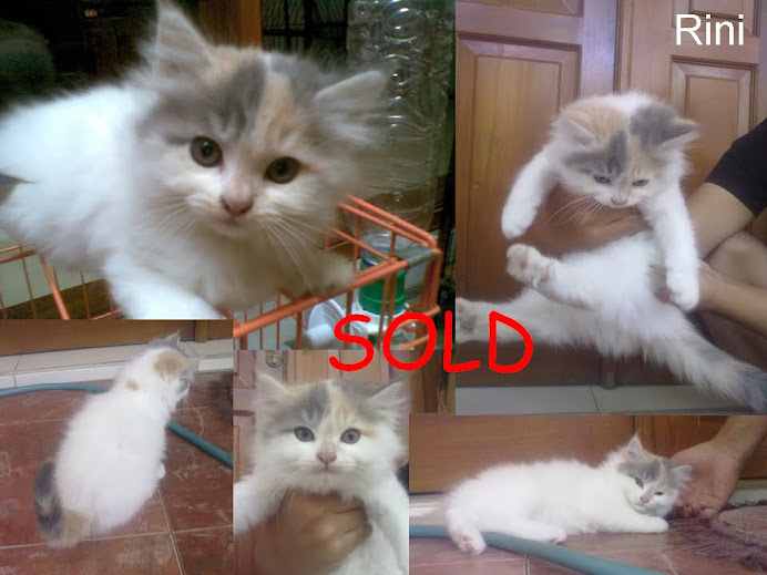 Rini Sold