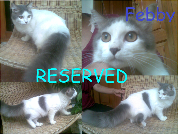 febby gede reserved