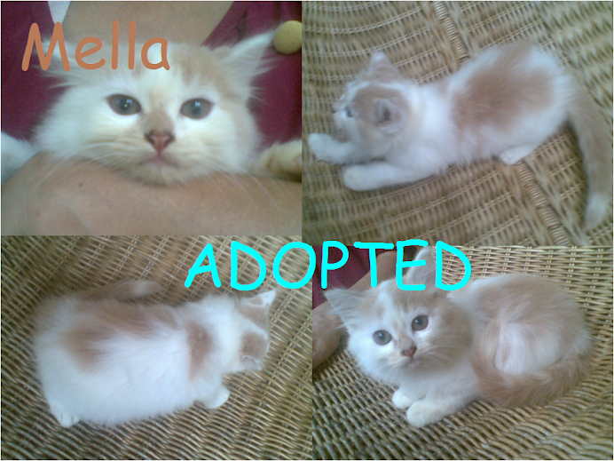 mella adopted