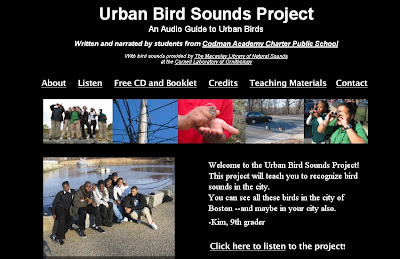 online urban bird sounds