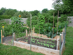 Bay State Kitchen Garden: How to grow lots of peas