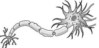 [neuron.JPG]