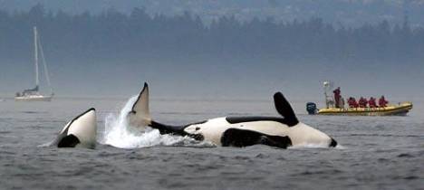 Orcas