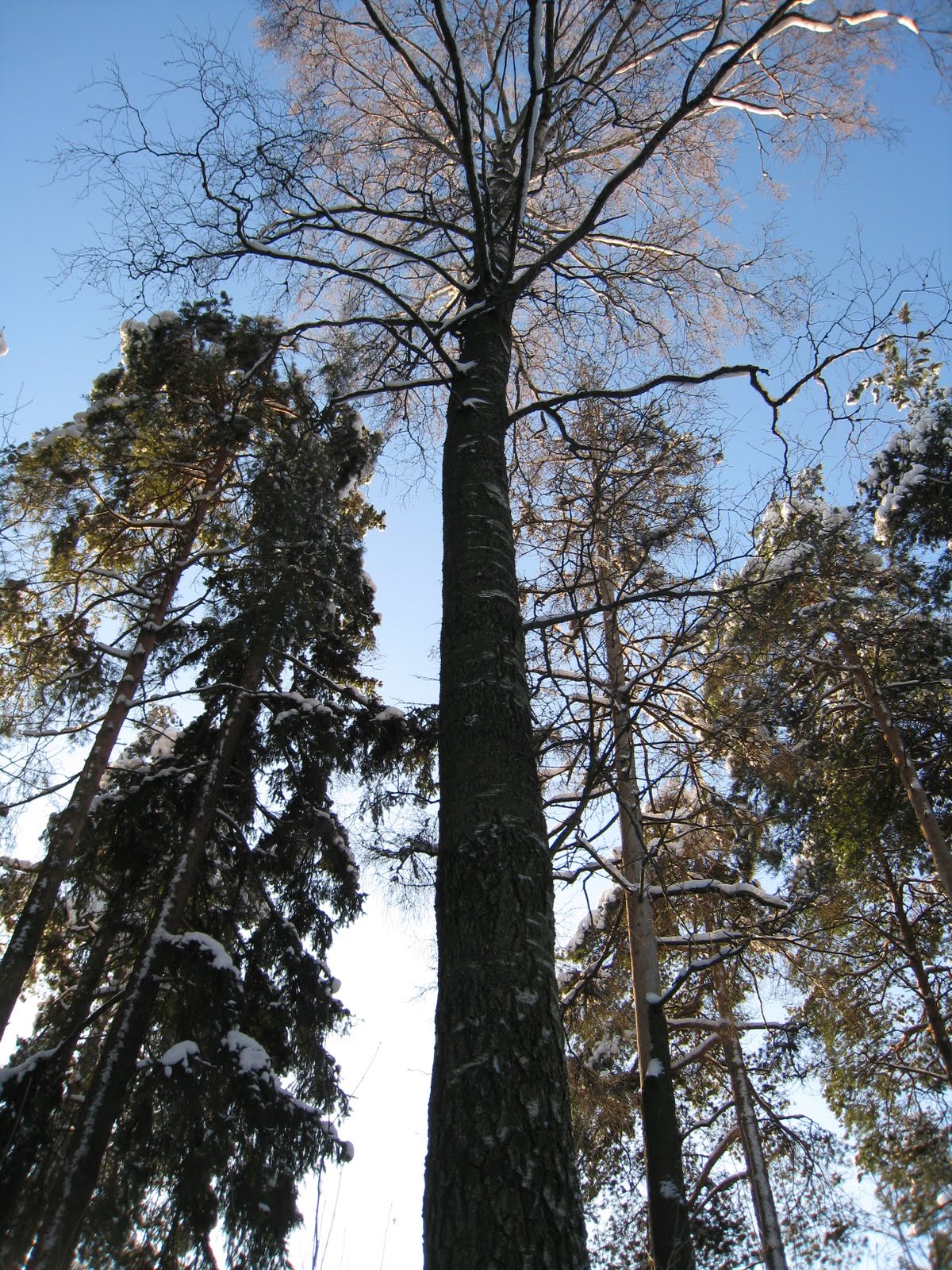 [Helsinki+-+Inverno+com+sol+(9).JPG]